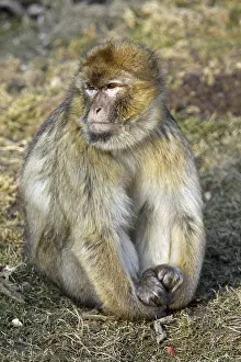 Berberaffe