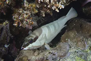 Beret grouper (Epinephelus fasciatus)