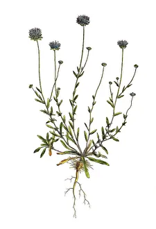 Berg-sheep's bit scabious (Jasione montana)