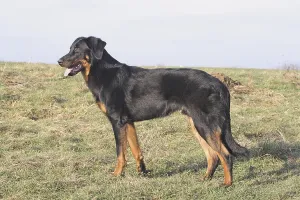 Berger de Beauce stands sideways in a meadow