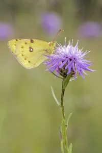 Berger's clouded yellow (Colias alfacariensis) to Brown knapweed (Centaurea jacea)