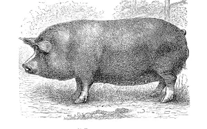 Berkshire pig is a breed of pig from Great Britain