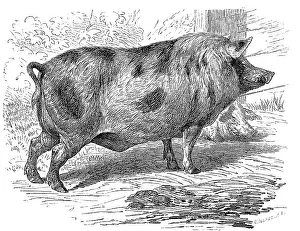 Berkshire pig, a breed of pig from Great Britain