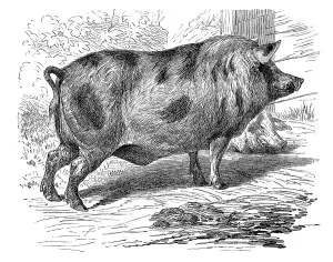 Berkshire pig, historical illustration