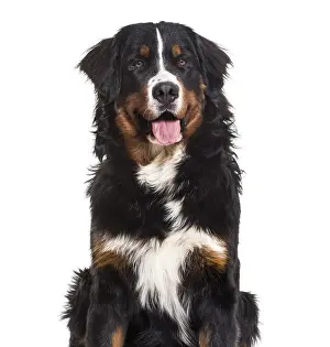 Bernese Mountain Dog, 10 months old
