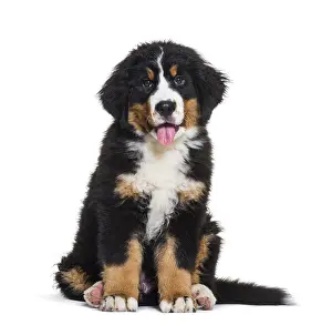 Bernese Mountain Dog, 3 months old