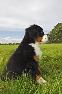 Bernese Mountain Dog (Canis lupus familiaris)