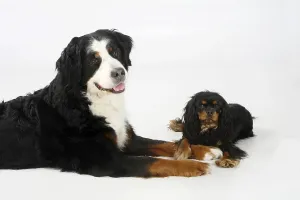 Bernese Mountain Dog and Cavalier King Charles Spaniel