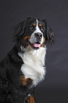 Bernese Mountain Dog, female, bitch