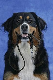 Bernese mountain dog holds leash in mouth