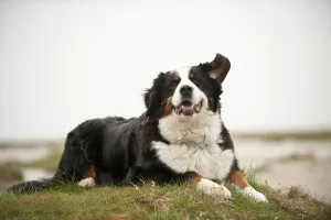 Bernese Mountain Dog, lying