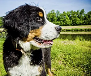 Framed Print : Bernese Mountain Dog outdoors by a pond with trees on a sunny day