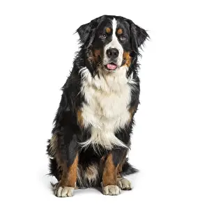 Bernese mountain dog panting against white background