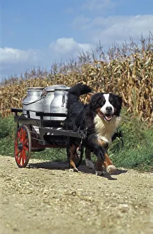 Bernese mountain dog pulling a cart with milk cans