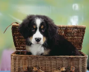 Bernese Mountain Dog, puppy in basket