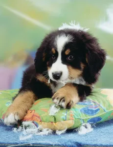 Bernese Mountain Dog, Puppy Destroying Pillow