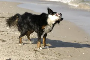 Bernese mountain dog shakes water out of its coat