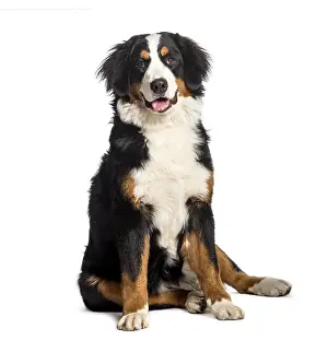 Bernese Mountain Dog sitting in front of white background