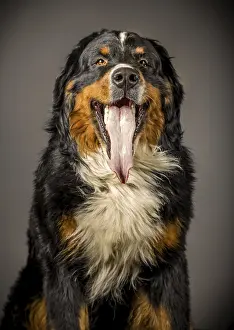 Bernese mountain dog in studio showing his tongue