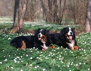 Bernese Mountain Dogs, Bernese Mountain Dogs