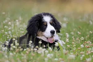 Bernese Mountain domestic dog (Canis lupus familiaris) puppy