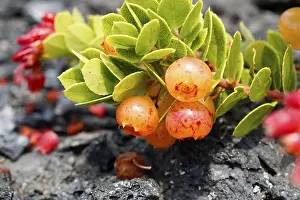 Berries on a lush ohelo shrub (Vaccinium reticulatum)