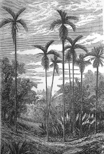 Betel nut palm, Areca catechu, also known as betel palm