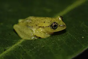 Betsileo reed frog (Heterixalus betsileo)