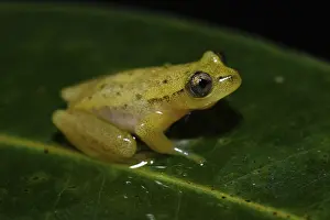 Betsileo reed frog (Heterixalus betsileo)