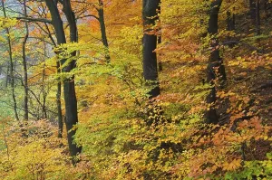 A beutiful colored forest in autumn