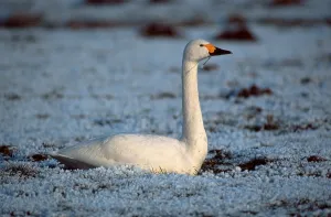 Bewick's Swan (Cygnus columbianus bewickii)