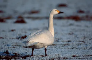 Bewick's Swan (Cygnus columbianus bewickii)