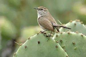 Bewick's Wren (Thryomanes bewickii)