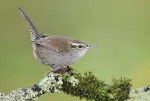Bewick's Wren (Thryomanes bewickii)
