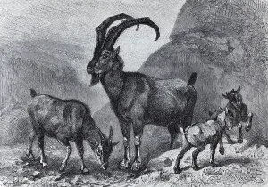 Bezoar goat (Capra aegargus), historical book illustration