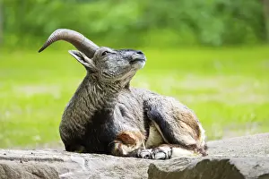 Bharal (Pseudois nayaur) lying on a rock, Germany