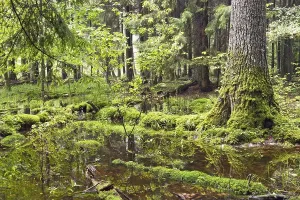 Bialowieza Forest, Bialowieza National Park
