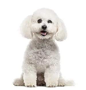 Bichon Frise looking at the camera and sticking the tongue out