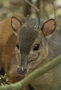 Bicolor, Zimbabwe blue duiker (Cephalophus monticola)