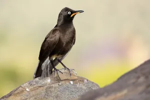 Bicoloured Glossy Starling (Lamprotornis bicolor)