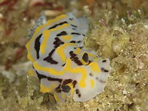 Bicoloured halgerda (Halgerda dichromis)