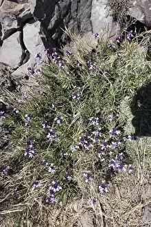 Bicoloured Scrubweed (Erysimum bicolor)