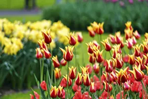 Category Historic EN Prints: Bicoloured tulips (Tulipa), colourful tulip bed