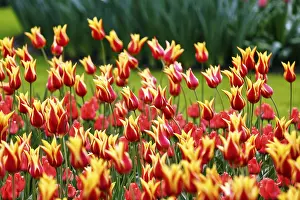 Category Historic EN Prints: Bicoloured tulips (Tulipa), colourful tulip bed