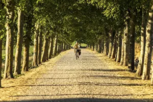 Category Scandinavia Prints: Bicycle on an avenue, Langeland Island
