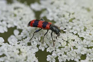 Bienenwolf, Trichodes apiarius, beetle