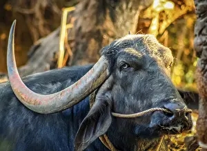 Big black buffallo with long horns, Goa, India
