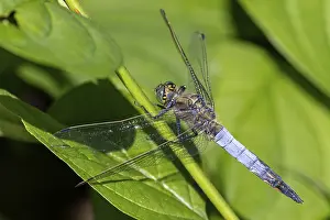 Big blue arrow, Orthetrum cancellatum, male