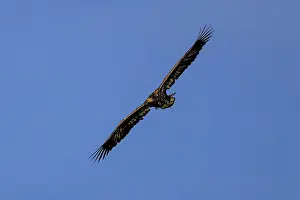 Category Wildlife DE Prints: Big eagle soars high in the sky with spread wings