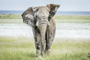 Big Elephant bull walking towards the camera in the Etosha National Park